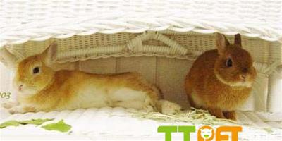 兔子的墊料箱準備幾個比較合適？