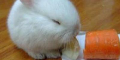 兔子不能吃什麼菜 注意不要大量餵養