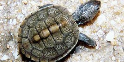 烏龜和王八的區別 烏龜是硬殼王八是軟殼