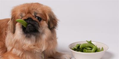 關於狗狗吃蔬菜的3個疑惑