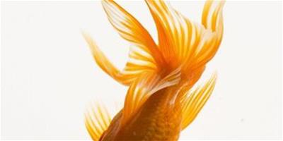 水溫對金魚繁殖有哪些影響