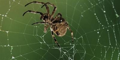 蜘蛛如何飼養 只要保證其食物水分就可以