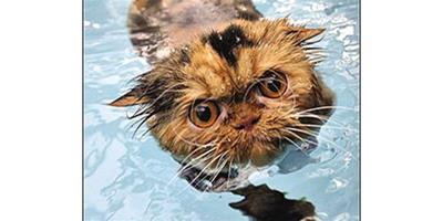 “狗刨式”游泳的貓