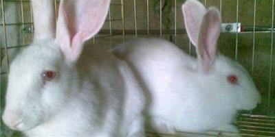 剛出生的兔子怎麼養 做好疾病預防