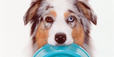 狗狗乾咳怎麼辦？狗狗乾咳吃什麼藥？