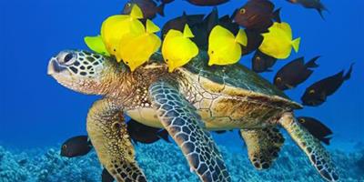 夏威夷小黃魚為海龜做清潔似“洗車”