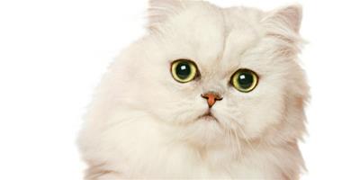 貓咪患白內障怎麼辦？如何處理？