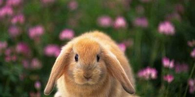 兔子的糞便為什麼呈顆粒狀