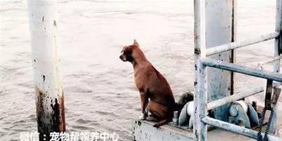 這只狗狗一個月來每天都坐在碼頭呆呆望著河水，而背後原因太心酸