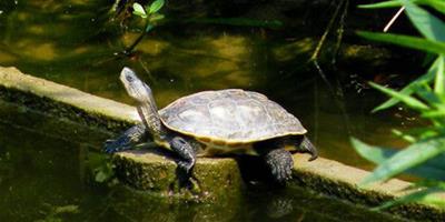 中華花龜的庭院飼養 換水的水溫差不超過3℃