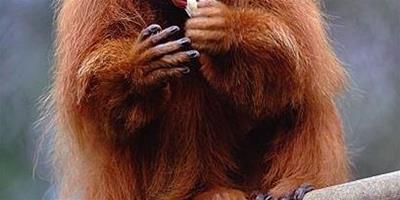 全球15種奇特動物——赤禿猴