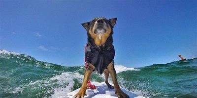 狗狗也愛玩衝浪 破世界紀錄帥度爆表