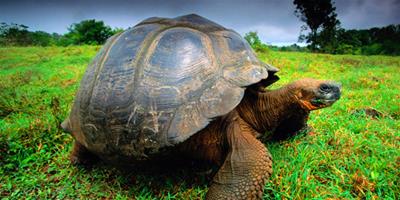 年紀最大的烏龜