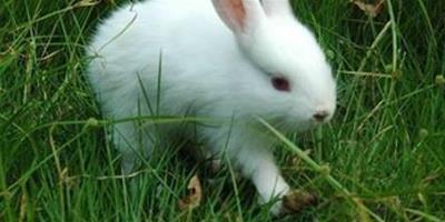 家養小兔子吃什麼 蔬菜上不能粘水