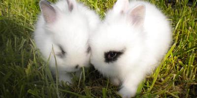 哪些方法有助於兔子的消化及腸道疾病