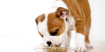狗狗處方糧的作用和餵養注意事項