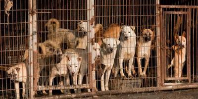 韓國“狗肉農場” 寵物狗在饑餓中等死