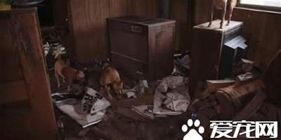 廢棄屋子裡傳出狗哭聲 竟是寵物狗養殖窩點