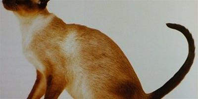 暹羅貓用尾巴表達心情