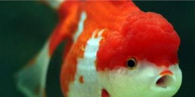 如何養獅子頭金魚 增加水中的溶解氧