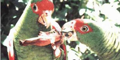 紅眼鏡亞馬遜鸚鵡