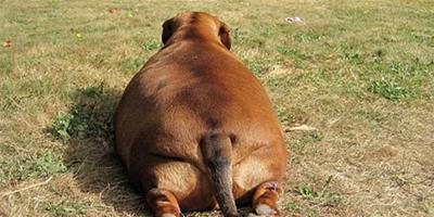 狗狗減肥需要怎麼做