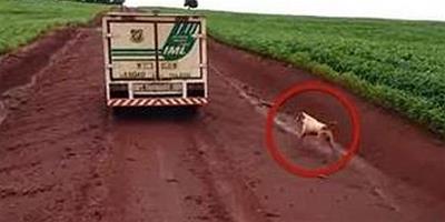 巴西男子疑遭謀殺身亡 寵物狗追靈車16公里