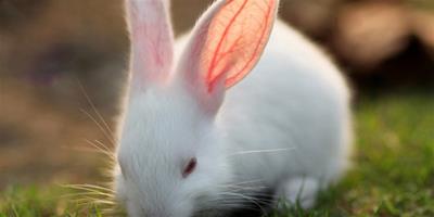 兔子的消化系統簡介