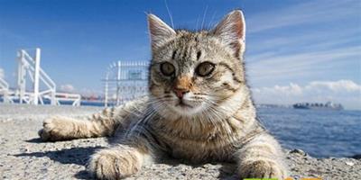 土耳其街頭幸福的流浪貓