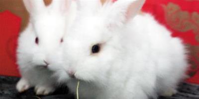 母兔子吃小兔子 給母兔補充全面的營養