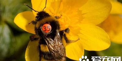 倫敦大學的學者 替百隻蜜蜂裝上牌照