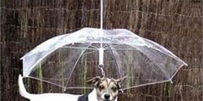 狗狗專用傘 雨天不用愁
