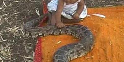 印度大女嬰與蟒蛇玩耍
