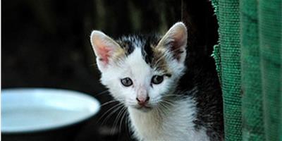 貓貓眼睛和耳朵的護理技巧