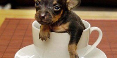 英國誕生10釐米吉娃娃 有望成為世界最小的狗狗