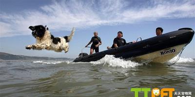 “世界第一救生犬”傷癒後重返工作崗位