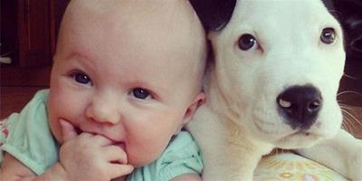 研究顯示狗狗智商等同5個月嬰兒