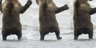 熊寶寶在海鷗面前大秀舞技，卻慘遭無視
