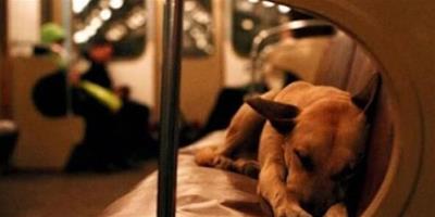 莫斯科地鐵因狗狗停駛，乘客不惱怒反而送狗狗祝福