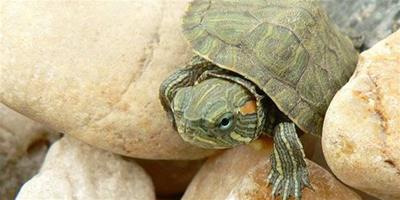 烏龜怎麼養殖 能適應的水溫約為攝氏23—28度