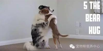 太閃了！狗狗示範5種愛的抱抱，每一個動作都這麼到位，這麼霸氣