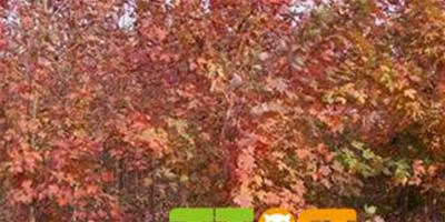 北美紅楓“秋日火焰”在園林中的應用