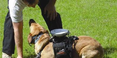 美科學家開發新型導航器助愛犬回家