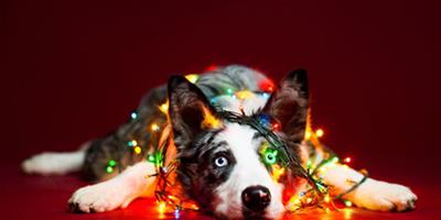當寵物狗遇上聖誕主題趴,這打扮能把你萌翻了!