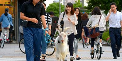 日本大阪著名觀光區 女子大遛山羊