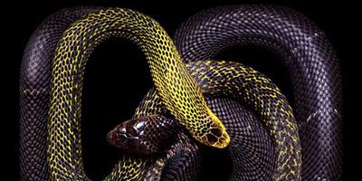 重新認識這一美麗的動物——蛇