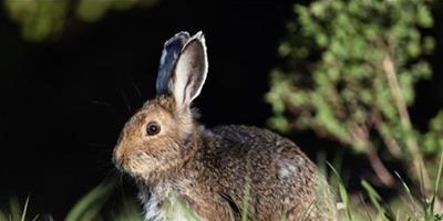 青飼料缺乏引發家兔中毒症的診治