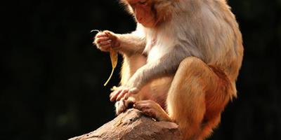 猴子可以買嗎 是國家保護動物沒人公開賣