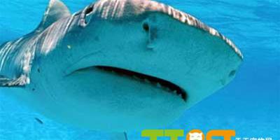 十大鮮見危險動物——虎鯊