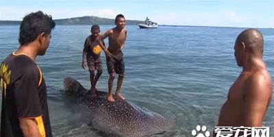 印尼漁夫抓小鯨鯊綁海邊 莫斯科旅客用75美元放回大海